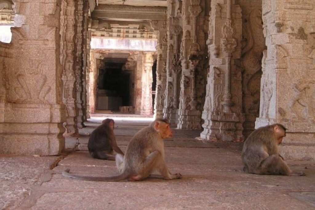 Macacos jogam bebê de 4 meses da janela do prédio.