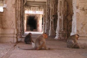 Macacos jogam bebê de 4 meses da janela do prédio.