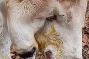 Uma bezerra nasceu com duas cabeças na Bahia, mas não resistiu