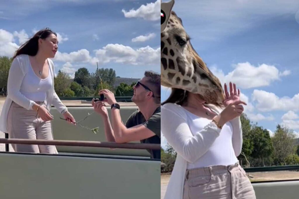 Pedido de casamento faz noiva ter que usar colar cervical após acidente com girafa