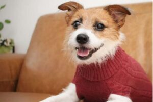 Roupinha de cachorro: macacão rosa de manda longa em tecido macio