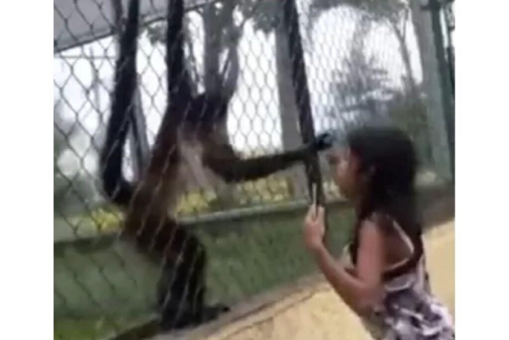O macaco agarrou o cabelo da menina no zoológico