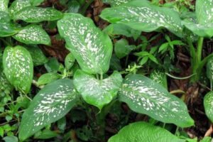 A Sesa pediu atenção dos pais aos sintomas de intoxicação e ressaltaram a importância de procurar profissionais da saúde com urgência.