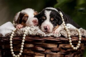 Pets fazem sucesso em ensaio de fotos