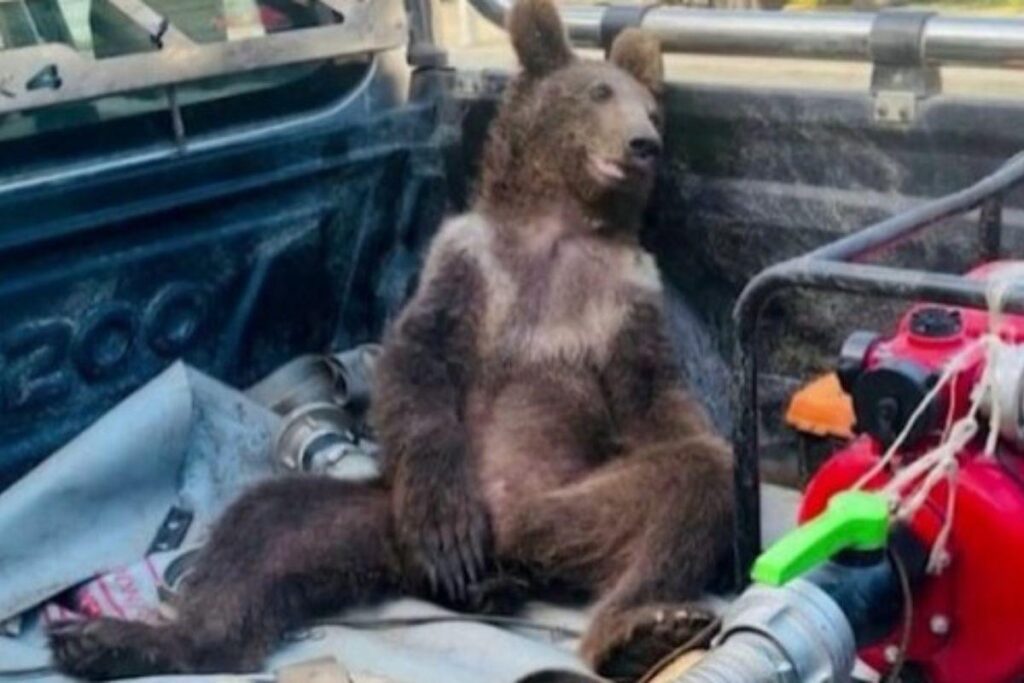 O mel consumido pelo filhote é o conhecido como mel louco e trouxe efeitos alucinógenos