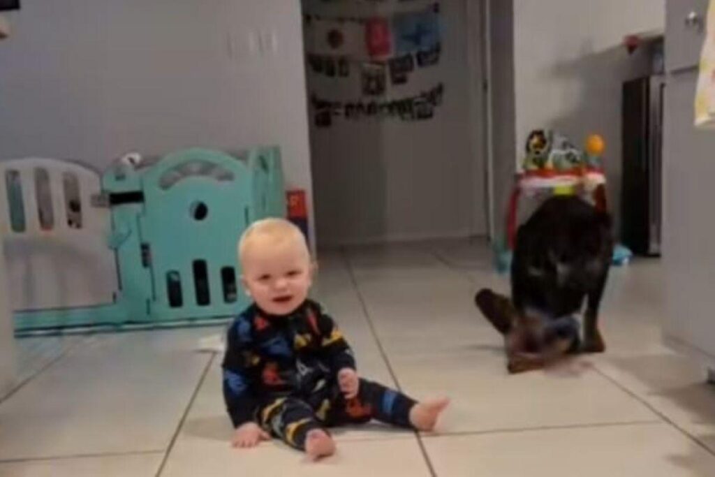 Rottweiler com paralisia ajuda bebê a engatinhar e vídeo impressiona internautas