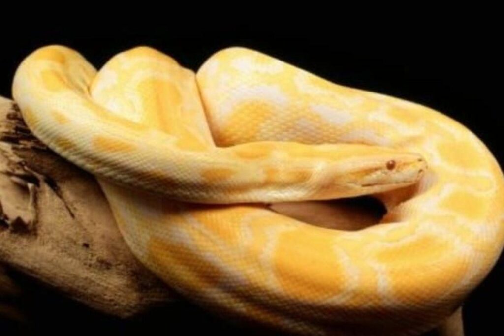 A moradora da casa chegou a pensar que ao invés de uma obra, fosse um tubo plástico