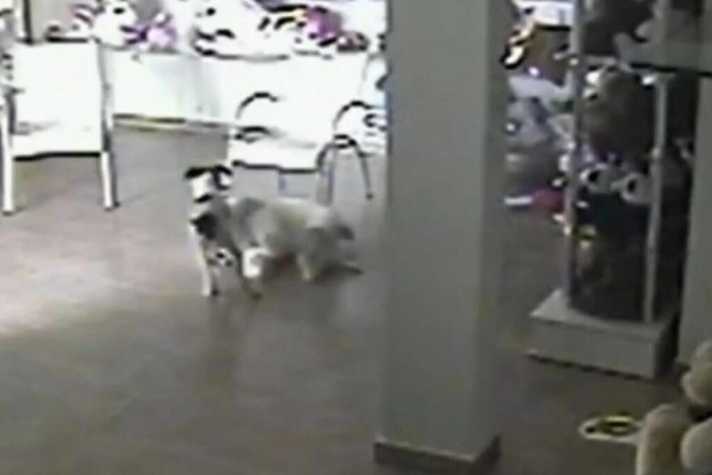 O cão ficou muito feliz com o presente