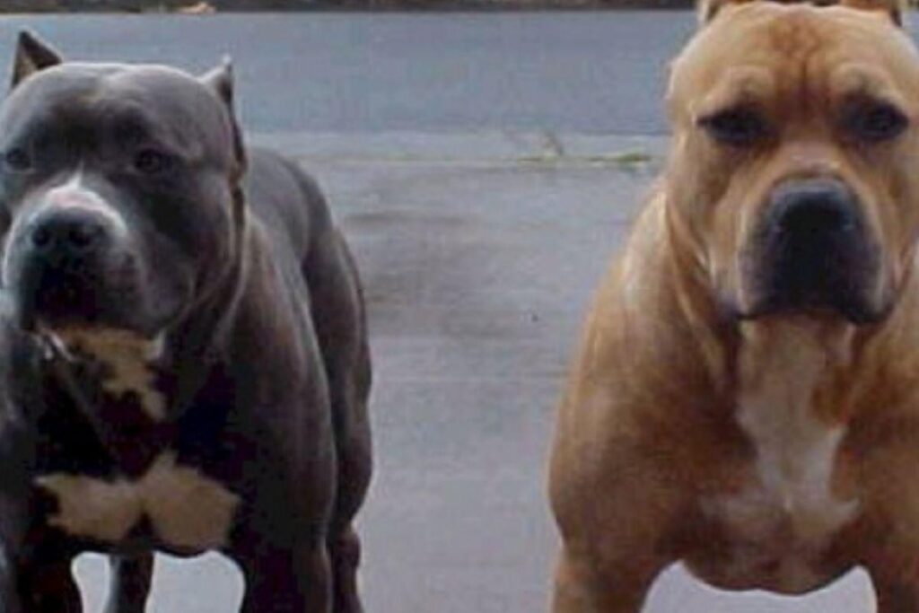A menina de 10 anos foi atacada pelos dois pitbulls ao mesmo tempo