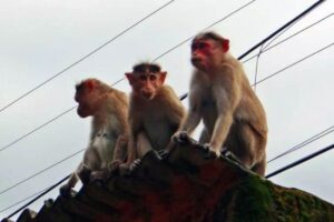 Gangue de macacos perseguiu menino no telhado de casa