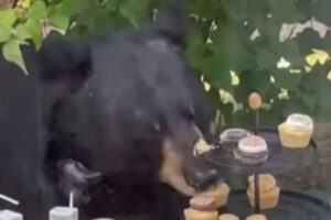 Uso invade aniversário para comer cupcake