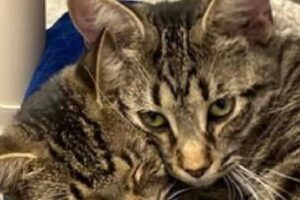 Foto de gato com duas cabeças viraliza nas redes sociais e tem objetivo lindo