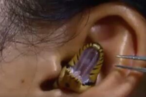 Vídeo viral é questionado por espectadores