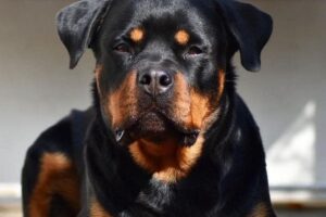 Latam impede que algumas raças de cães e gatos embarquem nos porões das aeronaves