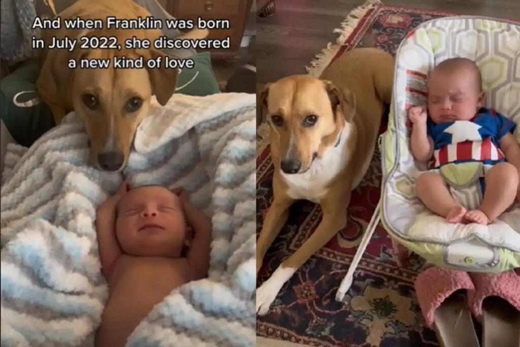 Cadela resgatada se torna muito amiga de recém-nascido e vídeo viraliza