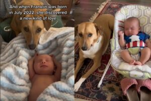 Cadela resgatada se torna muito amiga de recém-nascido e vídeo viraliza