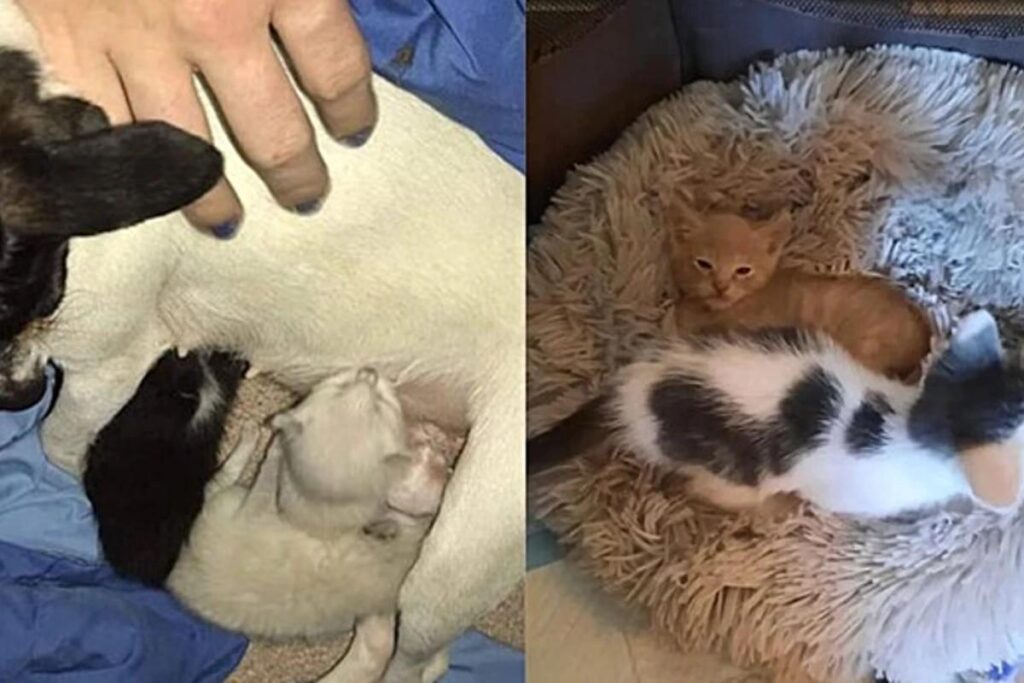 A cadela foi nomeada de Guardiã e foi encontrada atrás de uma lixeira