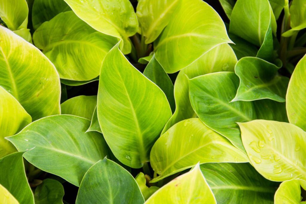 Produtos que não agridem o meio ambiente desde a formulação até a embalagem são uma ótima opção para toda a família