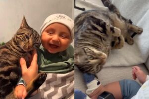 O gato e o bebê encantaram os internautas