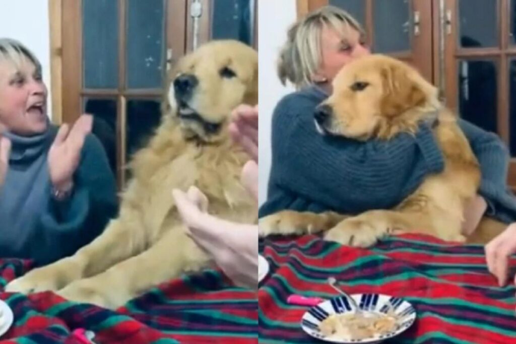 Os pets deram um toque especial para o ensaio inspirado em Star Wars