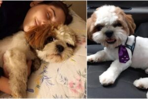 Cachorro  chamado Charlie Brown de menino autista é resgato por motoy