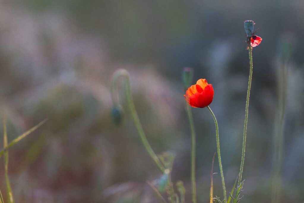 Uma mulher descobriu onde a filha foi enterrada após 76 anos da morte