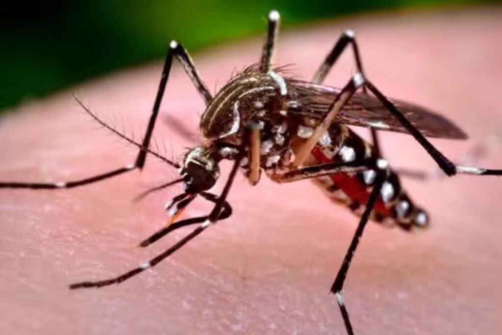 Brasil começa a testar a primeira vacina contra o vírus chikungunya no mundo