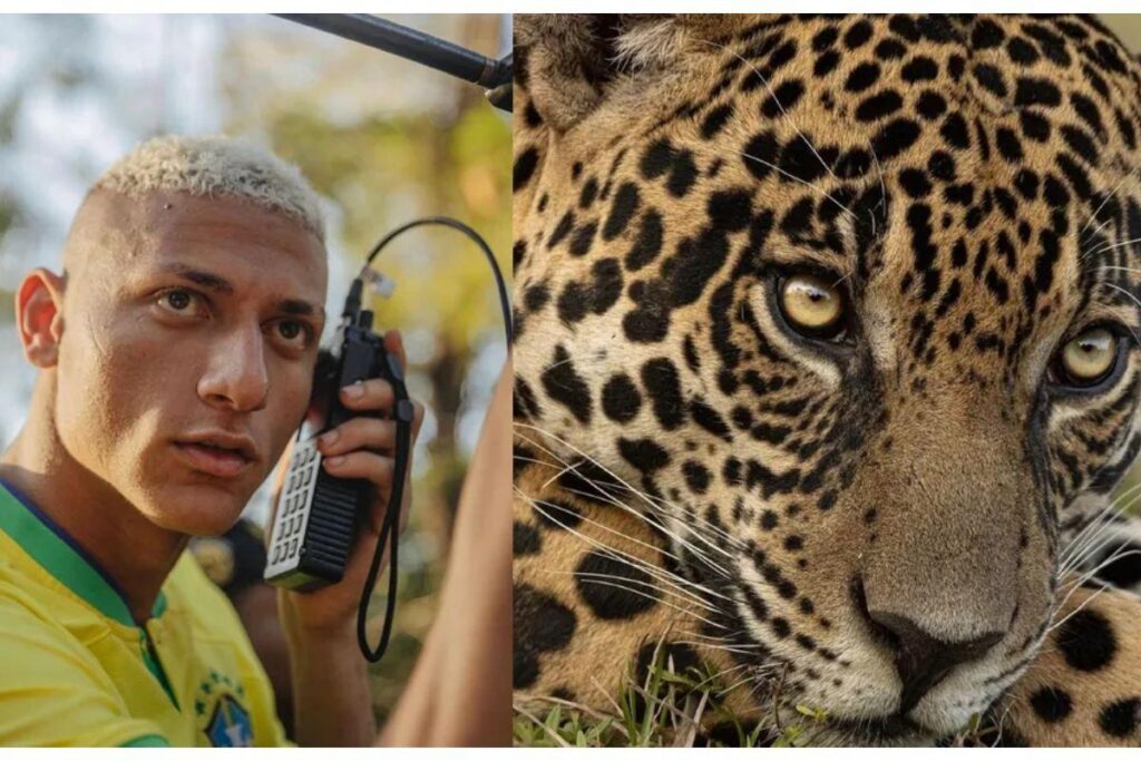 Richarlison adota onça pintada no Pantanal