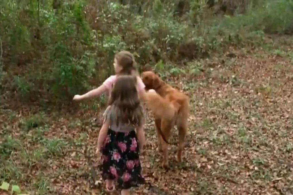 Cão banca heroí e salva duas irmãs que estava perdidas nas florestas