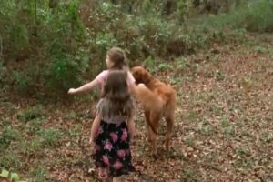 Cão banca heroí e salva duas irmãs que estava perdidas nas florestas