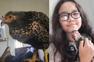 Laís vive grudada com a galinha