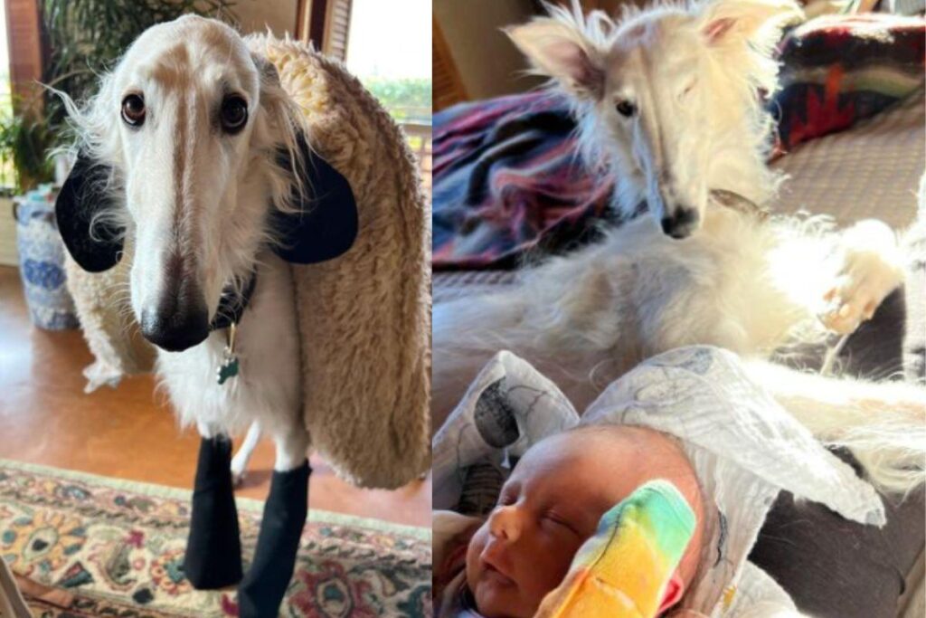 Cachorro fantasiado de ovelha coloca mulher e bebê para dormir