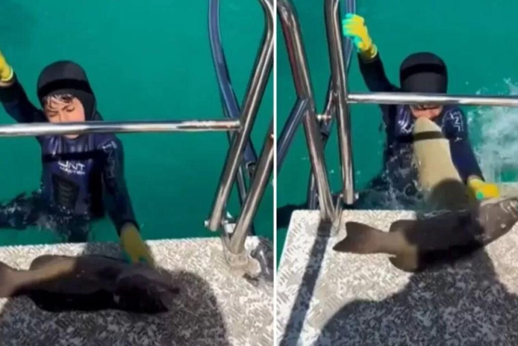 Menino é atacado por tubarão em vídeo