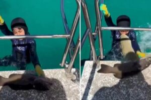 Menino é atacado por tubarão em vídeo