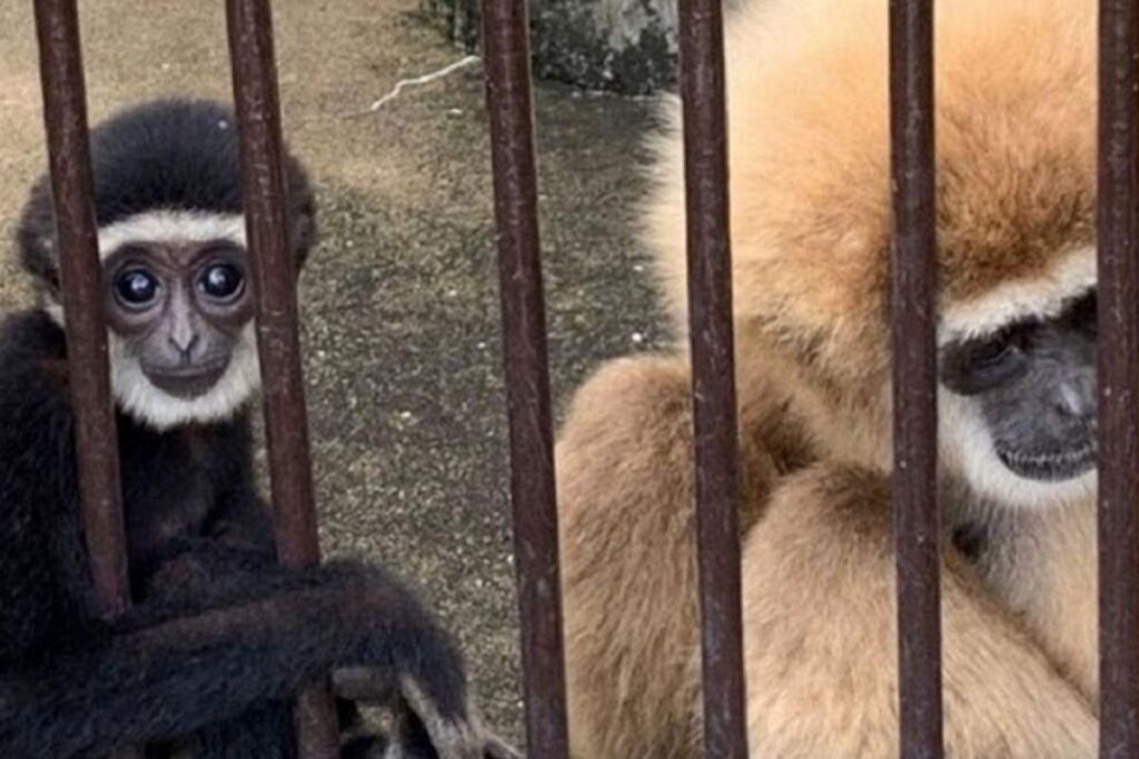 Ela ficou grávida em 2020 e deu à luz em 2021