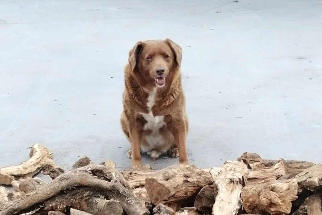 Bobi mora em uma cidade rural em Portugal