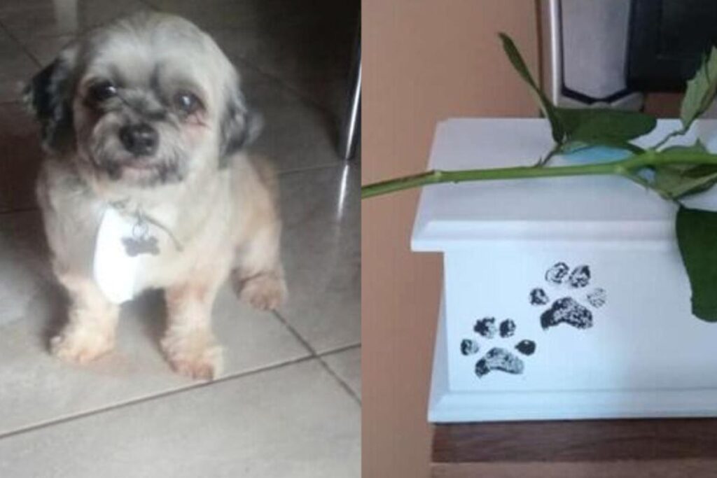 Luizinho morreu na clínica após ser tosado