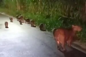 Momento do flagra dado pelo motorista