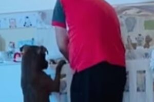 Pitbull aparece em vídeo consolando bebê ao lado do pai