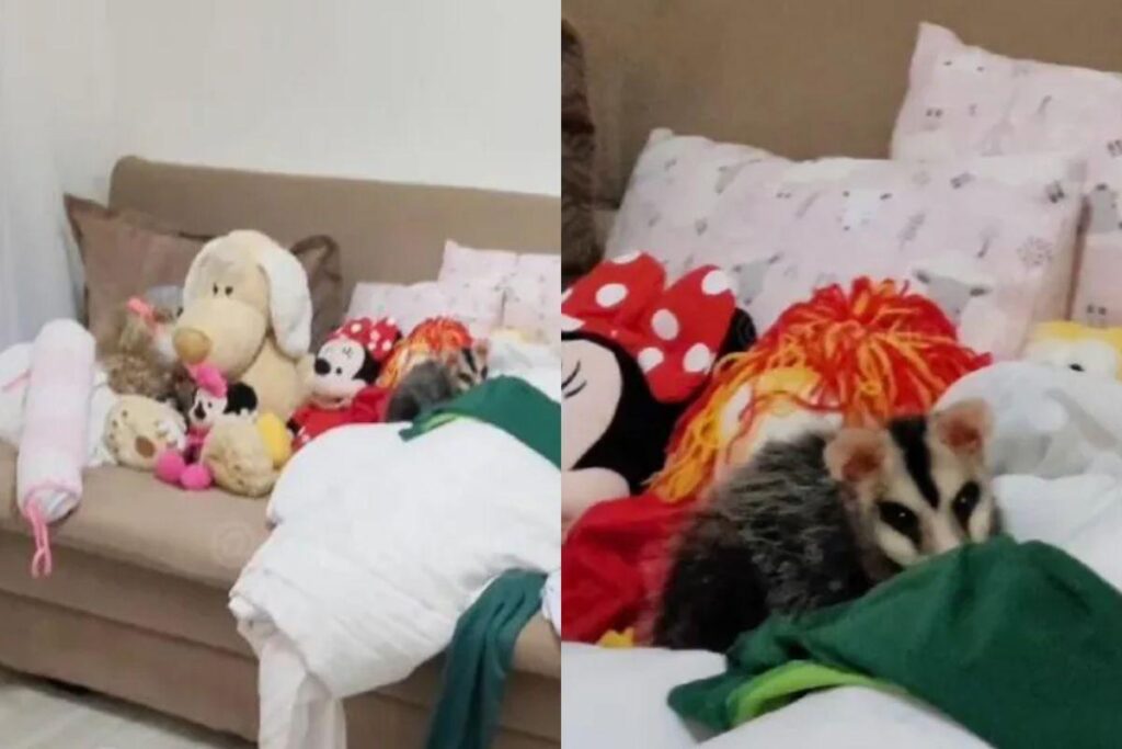 O gambá foi encontrado no meio dos bichinhos de pelúcia