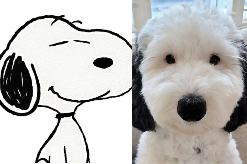 Bayley é muito parecida com o personagem Snoopy