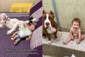 Vídeo: grávida compra boneca para cães se acostumarem com a chegada de bebê
