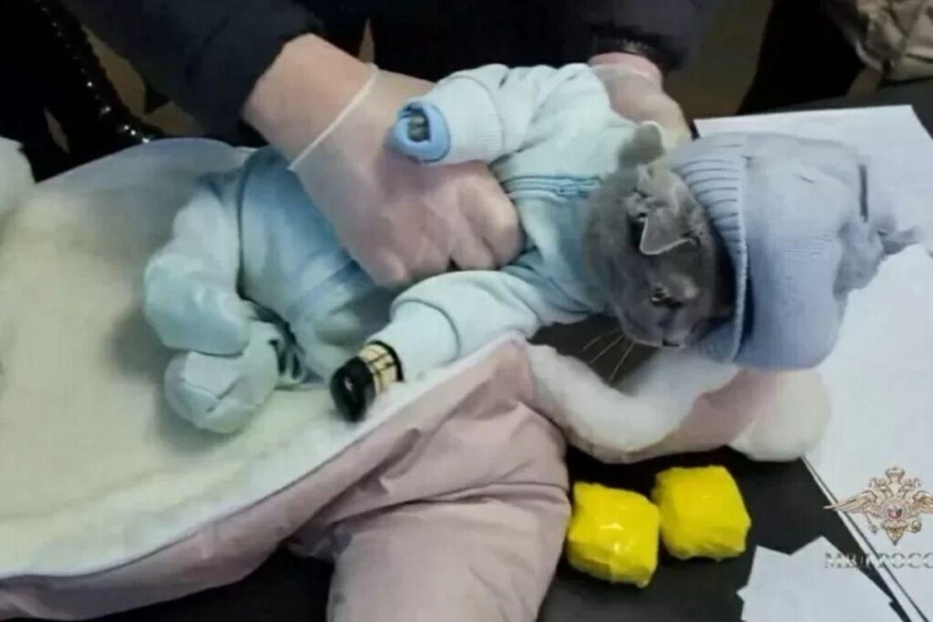 Ela foi presa com um gato vestido de bebê