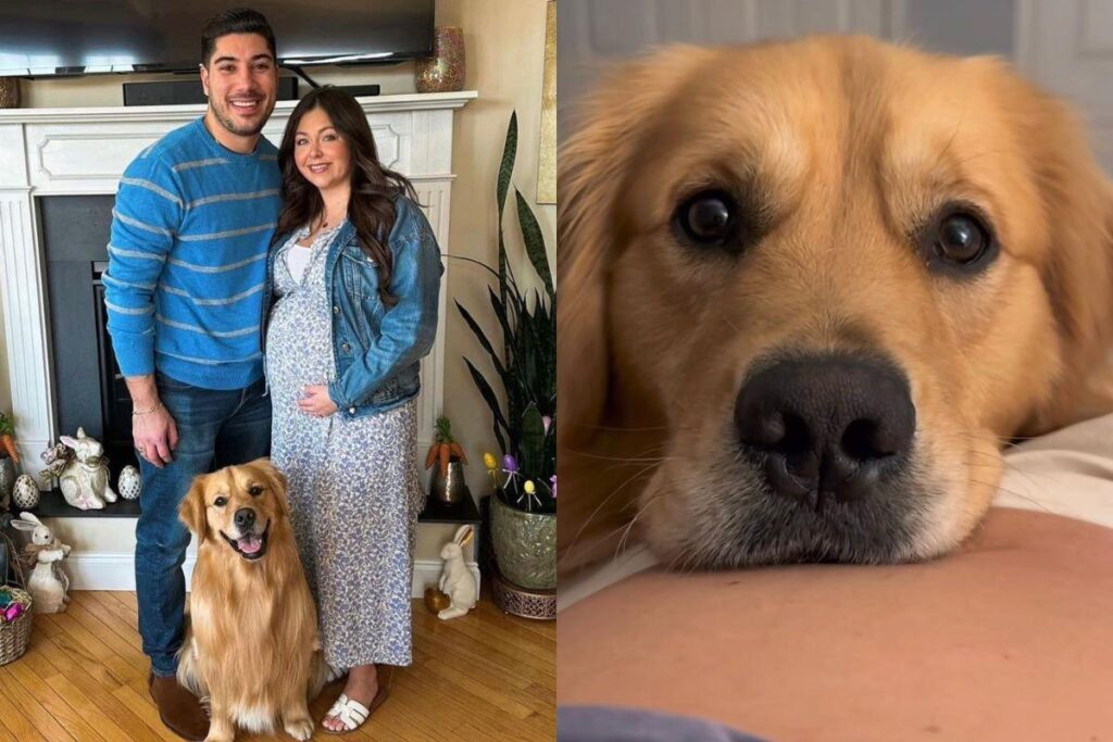 O cão viralizou nas redes sociais