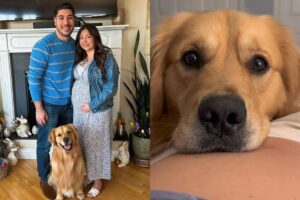 O cão viralizou nas redes sociais