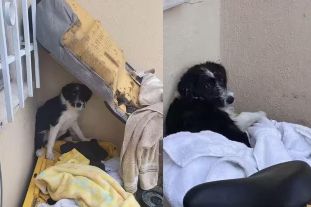 O cachorro já resgatado pela menina de 8 anos