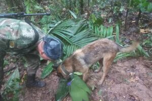 As buscas pelas quadro crianças perdidas em acidente aéreo na Amazônia colombiana completam 18 dias