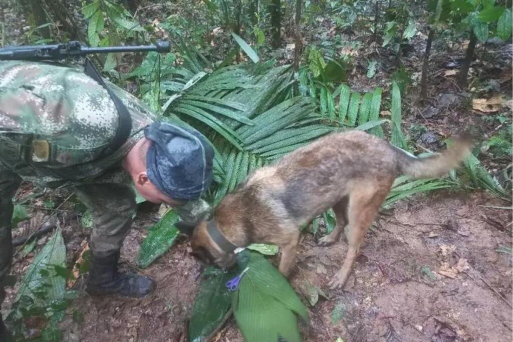 Quadro crianças e um bebê são resgatadas com vida 17 dias após acidente aéreo na Amazônia colombiana