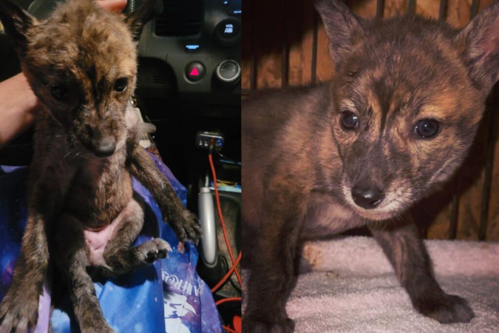 Momento em que Tory Chang resgata o animal