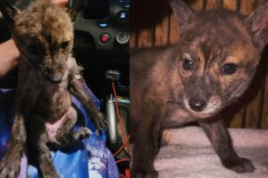 Momento em que Tory Chang resgata o animal